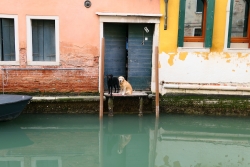 http://www.juliesteyer.com/files/gimgs/th-14_chiens venitiens Julie Steyer.jpg